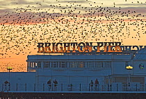 Flock of Starlings (Sturnus vulgaris) arriving at Brighton's Palace Pier to roost, Sussex, England, January