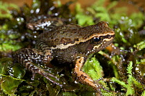 Quito Rocket Frog or Waterfall Rocket Frog (Colostethus jacobuspetersi), Quito, Ecuador. Critically endangered, possibly extinct. 1997.