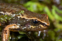 Close-up of Quito Rocket Frog or Waterfall Rocket Frog (Colostethus jacobuspetersi), Quito, Ecuador. Critically endangered, possibly extinct. 1997.