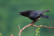 Common raven (Corvus corax) perching on branch, calling. Spain