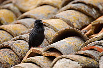 Spotless starling (Sturnus unicolor) singing on roof top, Spain