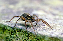 Portrait of a Spotted wolf spider (Pardosa amentata) on a rock, South London, UK.