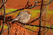 Female Blackcap (Sylvia atricapilla) in garden with feathers fluffed up against the cold, Cheshire, UK, December