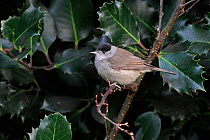 Male Blackcap (Sylvia atricapilla) perched on holly branch, Cheshire, UK, December
