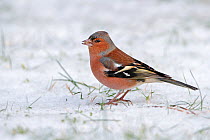 Male chaffinch (Fringilla coelebs) on snow covered lawn, Cheshire, UK, December