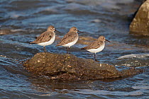 Three Dunlins (Calidris alpina) roosting on rock at high tide in winter plumage, Liverpool Bay, UK