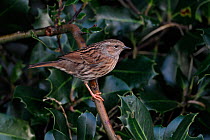 Dunnock (Prunella modularis) perched on Holly tree branch in garden, Cheshire, UK, December
