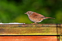 Dunnock (Prunella modularis) perched on fence in garden, Cheshire, UK, January