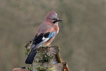 Jay (Garrulus glandarius) with crest raised perched on tree stump in woodland, Cheshire, UK,