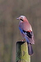Jay (Garrulus glandarius) perched on post it in woodland, Cheshire, UK, December