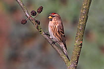 Female Lesser redpoll (Carduelis flammea cabaret) perched on Alder tree branch in winter, Cheshire, UK