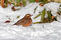 Redwing (Turdus iliacus) foraging in snow covered garden, Cheshire, UK, January