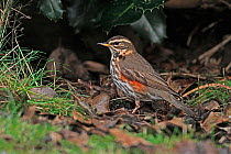 Redwing (Turdus iliacus) foraging amongst leaves on lawn, Cheshire, UK, January