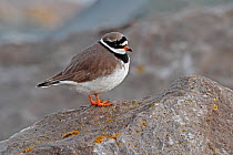 Ringed plover (Charadrius hiaticula) roosting on rocks at high tide, North Wales Coast, UK, December