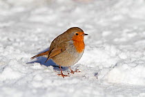 Robin (Erithacus rubecula) on snow covered lawn, Cheshire, UK, January