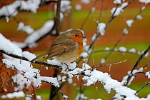 Robin (Erithacus rubecula) perched in snow covered branches, Cheshire, UK, January