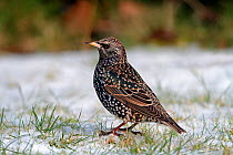 Starling (Sturnus vulgaris) on snow covered lawn, Cheshire, UK, December