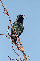 Starling (Sturnus vulgaris) singing in tree top  Cheshire, UK, January