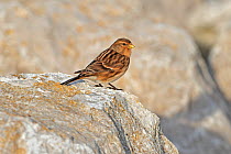 Twite (Carduelis / Acanthis flavirostris) perched on rocky shore, North Wales Coast, UK, December