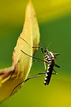 Female mosquito (Aedes geniculatus) resting on a leaf. This is a treehole breeding species, Wiltshire, UK, June