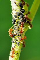 Red ants (Myrmica rubra) tending Black bean aphids (Aphis fabae) as they produce young nymphs asexually on Abutilon (Abution suntense) stem. Wiltshire garden, UK, June.