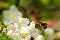 Common carder bumble bee (Bombus pascuorum) flying towards Crab apple blossom (Malus sylvestris), Wiltshire garden, UK, May.