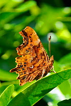 Portrait of Comma butterfly (Polygonia c-album) at rest on Mexican orange blossom leaf (Choisya ternata) White ^comma^ marking visable on underwing. Wiltshire garden, UK, July.