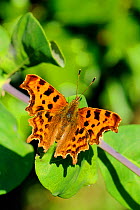 Portrait of Comma butterfly (Polygonia c-album) at rest with wings open, Wiltshire garden, UK, July.