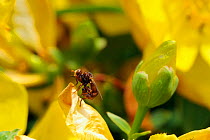 Conopid / Thick-headed fly (Sicus ferrugineus) a parasite of bumblebees, resting on St. John's wort flower (Hypericum sp.). Wiltshire garden, UK, July.