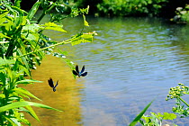 Territorial male banded demoiselle damselfly (Calopteryx splendens) chasing a rival male over a stream Wiltshire, UK, May.