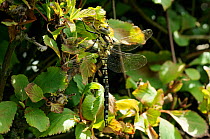 Male Southern hawker dragonfly (Aeshna cyanea) resting on garden hedge. Wiltshire, UK, June.