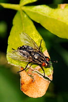 Flesh fly (Sarcophaga sp.) sun basking on a leaf. Wiltshire garden, UK, June.
