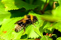 Portrait of Small garden bumblebee (Bombus hortorum) sun-basking on leaves. Wiltshire garden, UK, June.