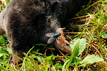 Greenbottle / Blowfly  (Lucilia sp.) inspecting a dead mole, before laying eggs on it. Wiltshire garden, UK, June.