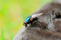 Close up of Greenbottle / Blowfly  (Lucilia sp.) inspecting a dead mole, before laying eggs on it. Wiltshire garden, UK, June.