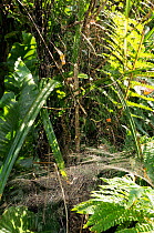 Sheet web of Common hammock-weaver spider / European hammock spider (Linyphia triangularis) suspended by numerous tangled silk strands. Wiltshire garden, UK, September.
