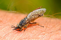 Cleg fly / Horsefly (Haematopa pluvialis) sucking blood from photographer's arm, Wiltshire pastureland, UK, June.