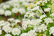 Male Hoverfly (Eristalis nemorum / interruptus) courts a female by hovering loudly above her as she feeds on an Angelica (Angelica archangelica) flowerhead. Wiltshire, UK, June.