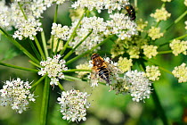 Female Hoverfly (Eristalis nemorum / interruptus) laying an egg while standing on a riverside Angelica (Angelica archangelica) flowerhead. Wiltshire, UK, June.