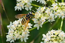 Hoverfly (Chrysotoxum cautum) wasp mimic using proboscis to take pollen from anther of Common hogweed / Cow parsnip (Heracleum sphondylium) flower. Wiltshire, UK, June.