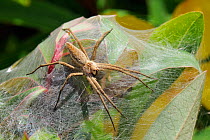 Female Nursery web spider (Pisaura mirabilis) guarding her silken nest of spiderlings on a St John's Wort (Hypericum) bush. Wiltshire garden, UK, July.