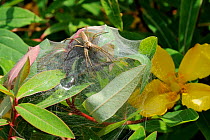 Nursery web spider (Pisaura mirabilis) guarding her silken nest of spiderlings on a St John's Wort (Hypericum) bush. Wiltshire garden, UK, July.