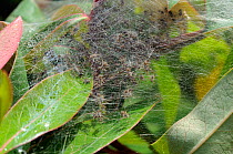 Nursery web spiderlings (Pisaura mirabilis) in silk tent nest on St John's Wort (Hypericum) bush. Wiltshire garden, UK, July.