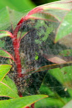 Nursery web spiderlings (Pisaura mirabilis) in silk tent nest on St John's Wort (Hypericum) bush. Wiltshire garden, UK, July.