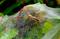 Nursery web spider (Pisaura mirabilis) guarding her silk nest of spiderlings on a St John's Wort (Hypericum) bush. Wiltshire garden, UK, July.