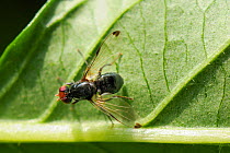 Picture-winged fly (Seioptera vibrans) displaying by flicking wings open and closed. Wiltshire, UK, June.