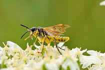 Sawfly (Tenthredo sp) with tatty wings using its forelegs to groom its mouthparts after pollen feeding on Common hogweed / Cow parsnip (Heracleum sphondylium). Wiltshire, UK, June.