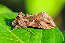 Silver Y Moth (Autographa / Plusia gamma), a migratory noctuid moth resting on a leaf during the day, Wiltshire garden, UK, September.