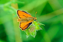 Male Small skipper butterfly (Thymelicus sylvestris) with clear "sex brands" - lines of scent scales. Wiltshire, UK, June.