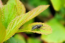 Tachinid / Parasite fly (probably Ramonda spathulata) a parasitoid of noctuid moth caterpillars, Wiltshire, UK, June.